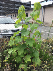Acer pseudoplatanus