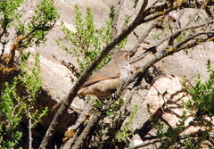 Phacellodomus striaticeps