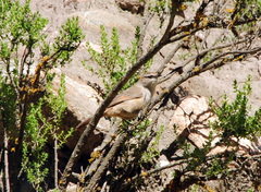 Phacellodomus striaticeps