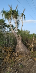 Beaucarnea