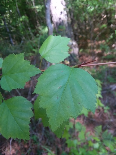 Image of Crataegus gattingeri by (c) Will McFarland, some rights reserved (CC BY)
