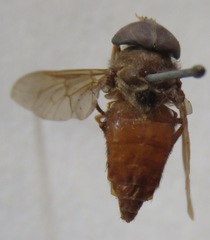 Esenbeckia