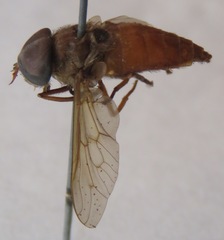 Esenbeckia