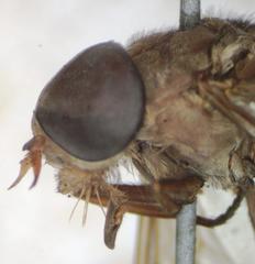 Esenbeckia