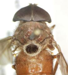 Esenbeckia