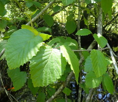 Viburnum scabrellum