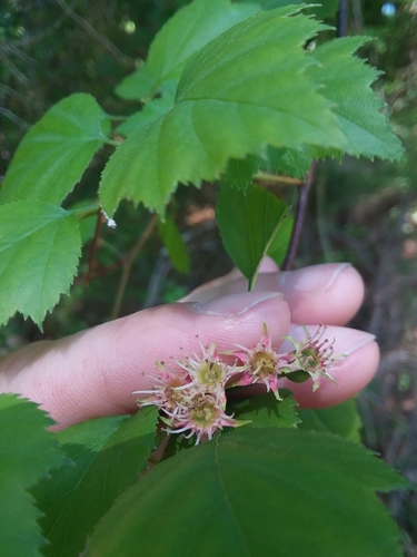 Image of Crataegus gattingeri by (c) Will McFarland, some rights reserved (CC BY)