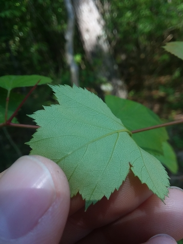 Image of Crataegus gattingeri by (c) Will McFarland, some rights reserved (CC BY)