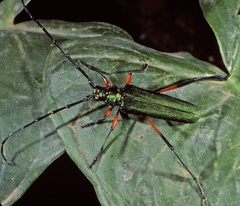 Plinthocoelium suaveolens