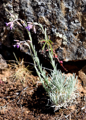 Boechera serpenticola