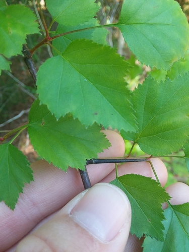 Image of Crataegus gattingeri by (c) Will McFarland, some rights reserved (CC BY)