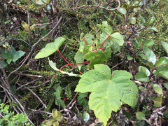 Acer pseudoplatanus