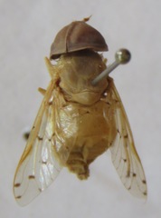 Chlorotabanus mexicanus