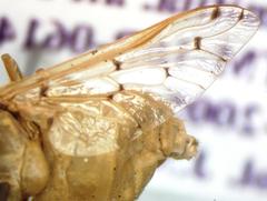 Chlorotabanus mexicanus