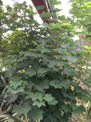 Acer pseudoplatanus