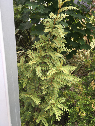 Sophora tetraptera