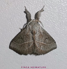 Epiperola peluda