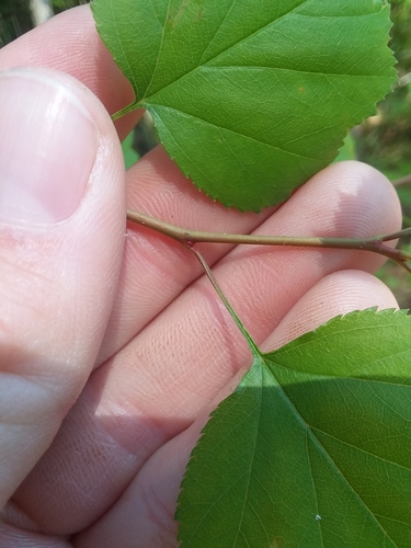 Image of Crataegus gattingeri by (c) Will McFarland, some rights reserved (CC BY)