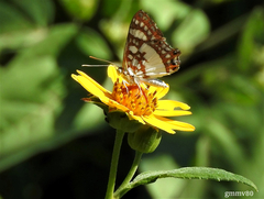 Ariconias glaphyra