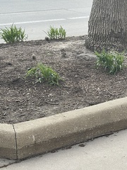 Passer domesticus