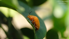 Podontia lutea