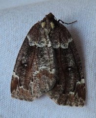 Spodolepis substriataria