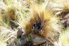 Ochthoeca leucophrys