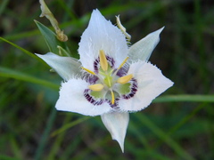 Calochortus lyallii