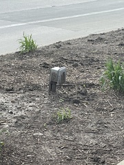 Passer domesticus