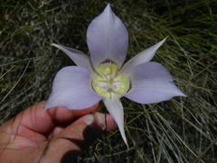 Calochortus macrocarpus macrocarpus