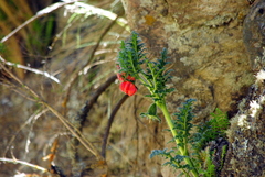 Caiophora chuquitensis