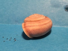 Helminthoglypta dupetithouarsi