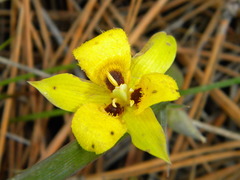 Calochortus monophyllus