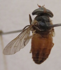 Tabanus occidentalis dorsovittatus