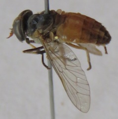 Tabanus occidentalis dorsovittatus