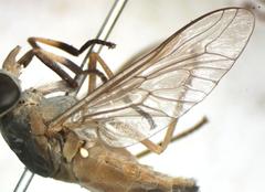 Tabanus occidentalis dorsovittatus