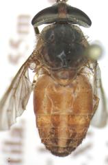 Tabanus occidentalis dorsovittatus