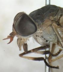 Tabanus occidentalis dorsovittatus