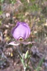 Calochortus nitidus