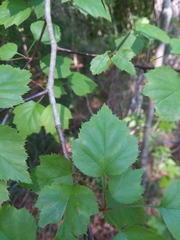 Crataegus gattingeri