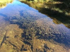 Myriophyllum triphyllum
