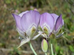 Calochortus nitidus