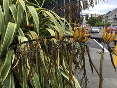 Phormium cookianum