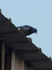 Columba livia domestica