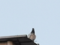 Columba livia domestica