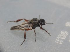 Bibio xanthopus