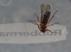 Bibio xanthopus