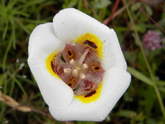 Calochortus superbus