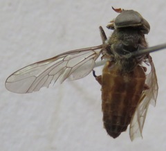 Tabanus colombensis