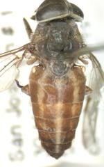 Tabanus colombensis